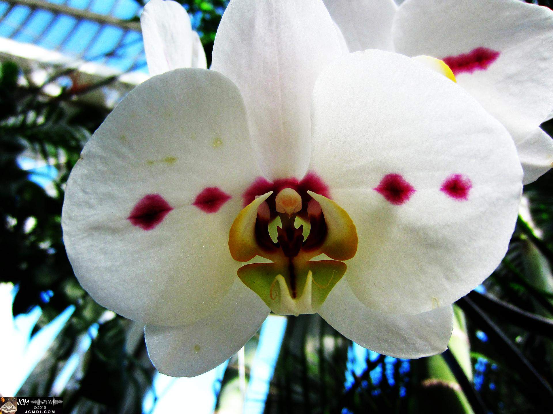 Como Zoo conservatory, MN orchids close up
